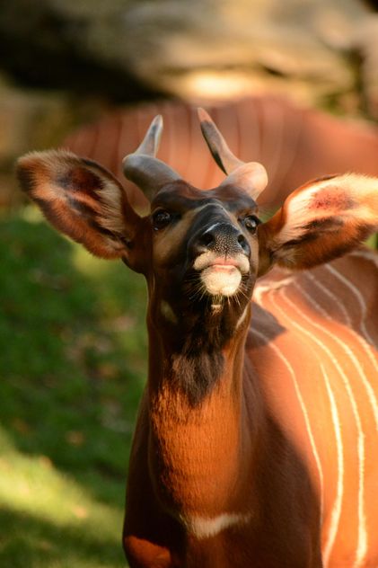 Portrait of bongo antelope at zoo - image #348383 gratis
