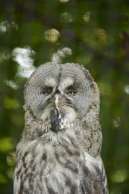 Portrait of owl on natural green background - image gratuit #348423 