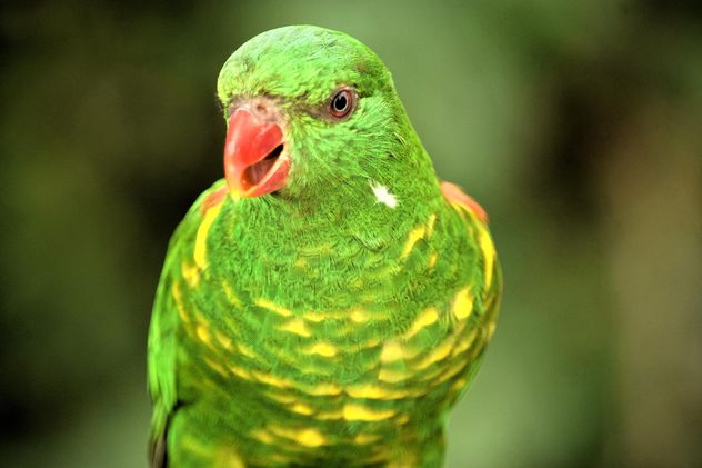Beautiful green lorikeet parrot - image #348453 gratis