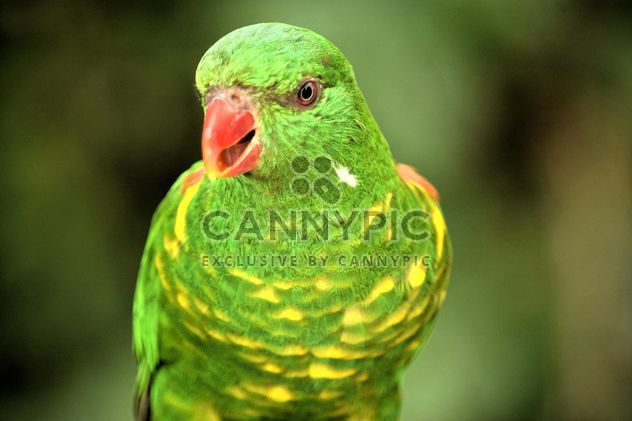 Beautiful green lorikeet parrot - image #348453 gratis