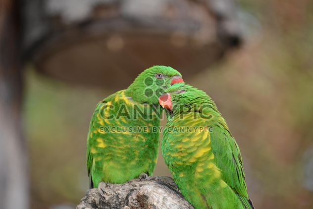 Pair of green lorikeet parrots - image #348473 gratis