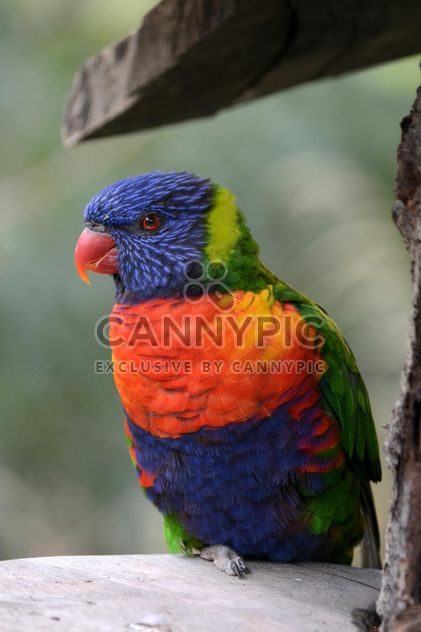 Tropical rainbow lorikeet parrot - image #348483 gratis