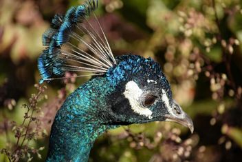Closeup portrait of beautiful peacock - image #348593 gratis