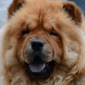 Portrait of cute Chow chow dog - image #348613 gratis