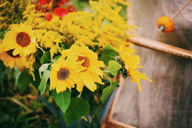 Closeup of beautiful sunflowers in garden - image #348653 gratis