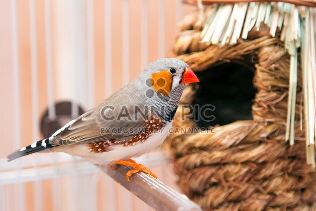 Zebra finch in cage - Free image #350243