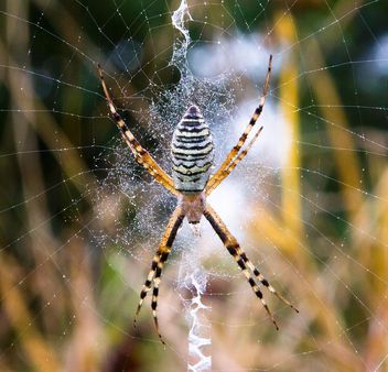Spider dew drops on spider web - image #350273 gratis