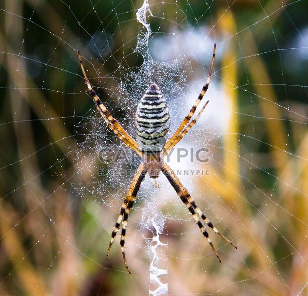 Spider dew drops on spider web - image #350273 gratis