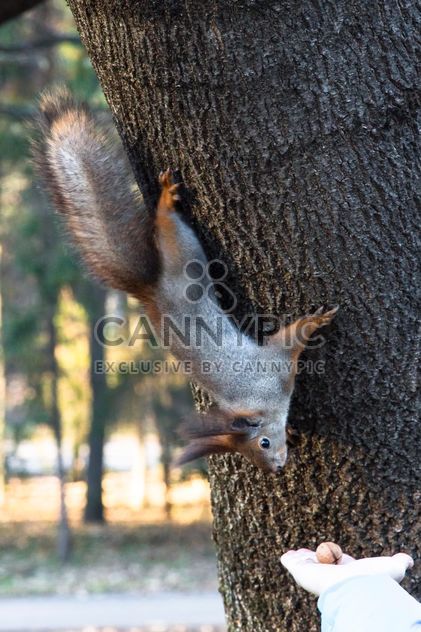 Squirrel on the tree - бесплатный image #350293