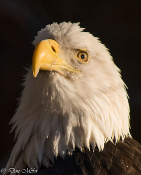 American Bald Eagle - image #350773 gratis