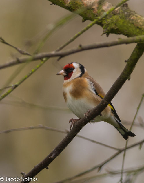 Goldfinch-9598 - Free image #351203