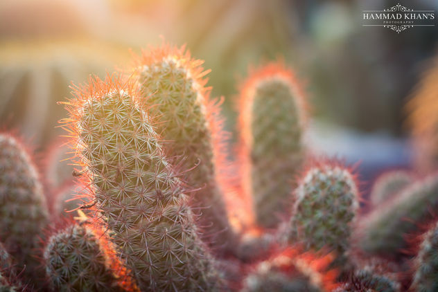 Hug me i'am a Cactus - image #355823 gratis