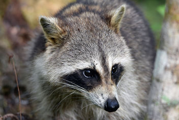 Raccoon Portrait - бесплатный image #359103