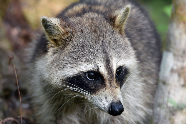 Raccoon Portrait - image gratuit #359103 