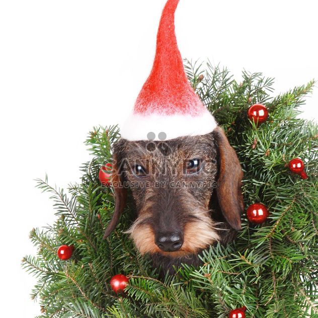 Dachshund with New Year decorations - image gratuit #359183 