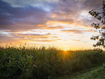 Cornfield Sunset - image #361353 gratis