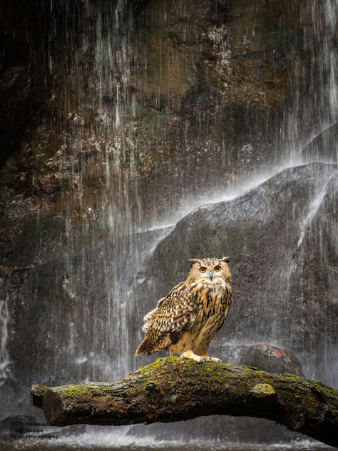 Eagle Owl under the waterfall. - бесплатный image #361703