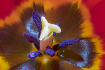 The secrets of a tulip - image #363023 gratis