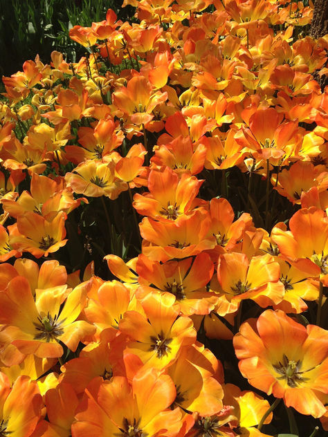 Turkey (Istanbul) Orange-coloured Tulips in Emirgan Garden - Free image #363493