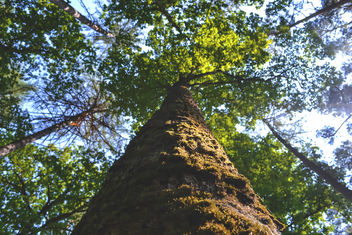 Tree trunk - бесплатный image #365223
