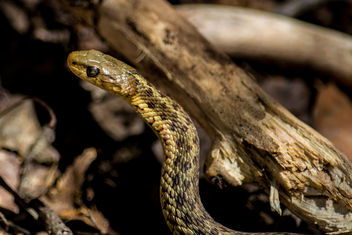 Sunning Spring Snake - image #365533 gratis