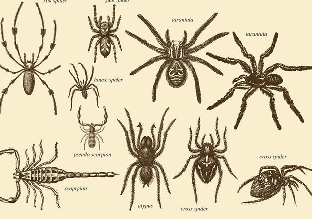 Old Style Drawing Arachnids - Kostenloses vector #366863