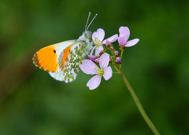 Orange tip butterfly - Anthocharis cardamines (m) - image gratuit #367363 