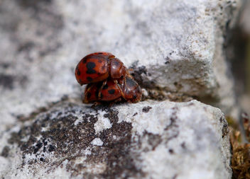 24-spot ladybird - Subcoccinella 24-punctata - Kostenloses image #368193