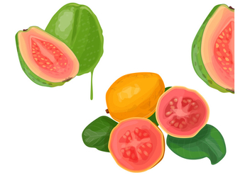 Guava - бесплатный vector #368973