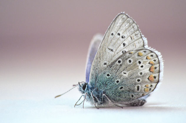 The butterfly with blue wings - image #371483 gratis