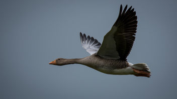 Grauwe gans / Anser anser / Greylag goose - image gratuit #374723 