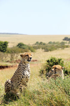 Cheetahs, Masai Mara, Kenya - бесплатный image #375903