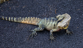 Dragon of Australia - image #376863 gratis