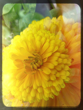 Summer explosion... A little marigold braving the elements...winds, showers and sun...HSS - image gratuit #377013 