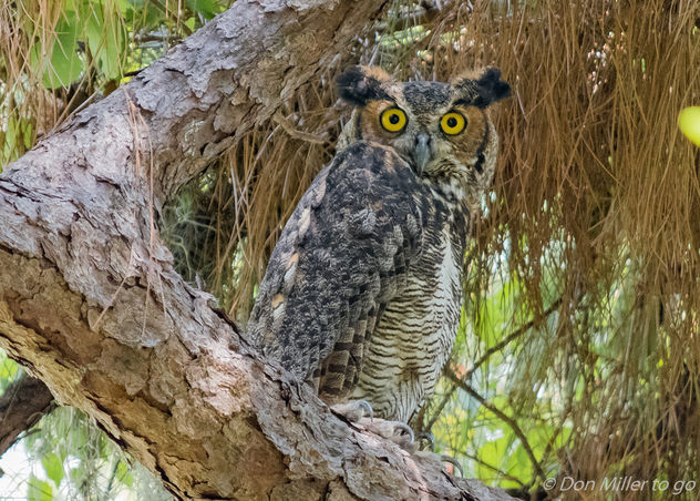 Great Horned Owl - image gratuit #379853 