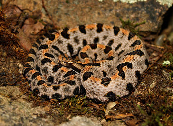 Western Pygmy Rattlesnake (Sistrurus miliarius streckeri) - бесплатный image #380003