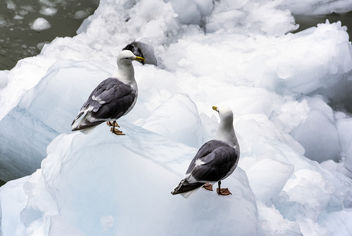 Gulls on the Ice - image #381173 gratis