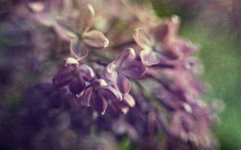 Spring Lilacs - Free image #382663