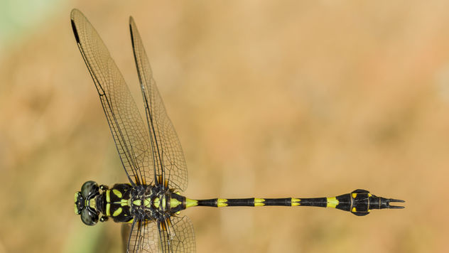 Ictinogomphus decoratus (Common Flangetail) male - image gratuit #383103 