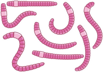 Fun Pink Earthworm Vectors - Kostenloses vector #383313