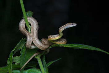 Psammodynastes pulverulentus, Common mock viper - Nam Nao National Park - image gratuit #383503 