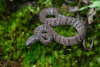 Pareas macularius, Spotted slug-eating snake - Phu Hin Rong Kla National Park - бесплатный image #383513