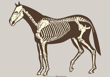 Free Vector Horse Skeleton - Free vector #384093