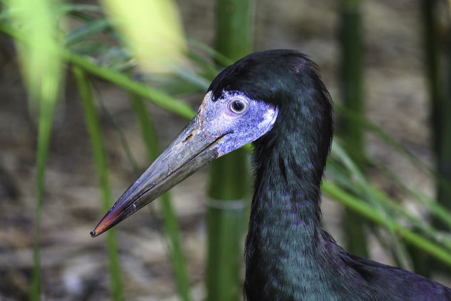 Beautiful Black Stork - image gratuit #384183 