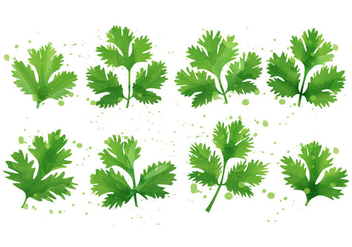 Cilantro - Mint Leaf - бесплатный vector #385653