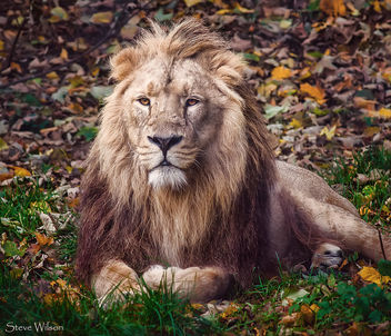 King of the Jungle - Free image #385923