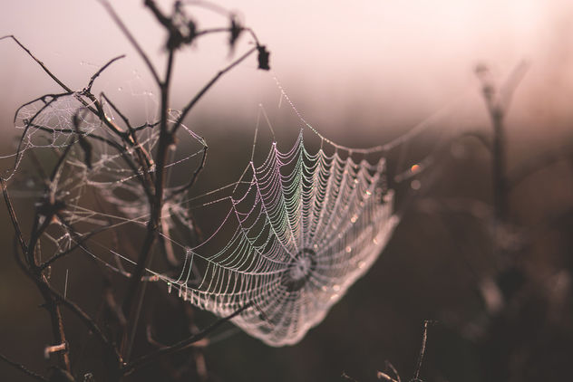 Dew on a spider's web - image gratuit #385933 