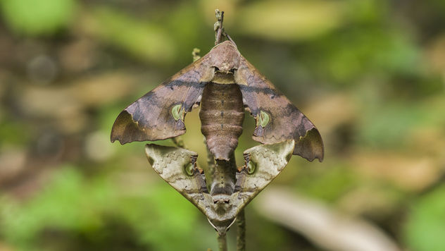 hawk moth - Free image #385953