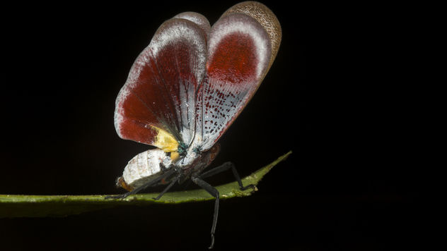 Scamandra rosea varicolor - бесплатный image #386943