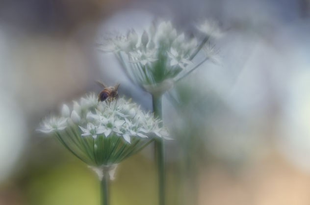 Nectaring Bee on Wild Onion - Free image #387173